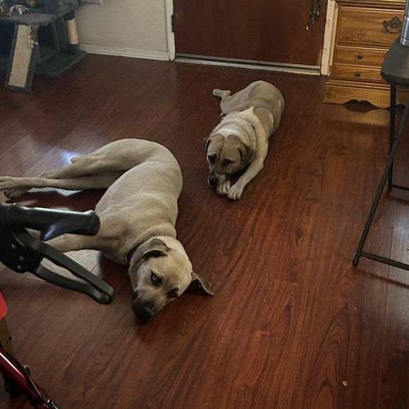 Meet your Posher, Delphina - Picture 8 of 13